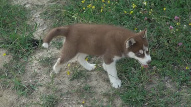 Een pup van husky wandelingen over de aard — Stockvideo