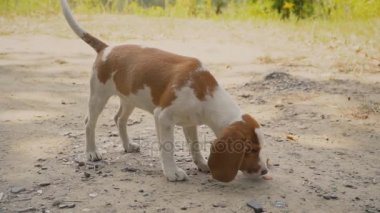 Ne aradığını Beagle köpek