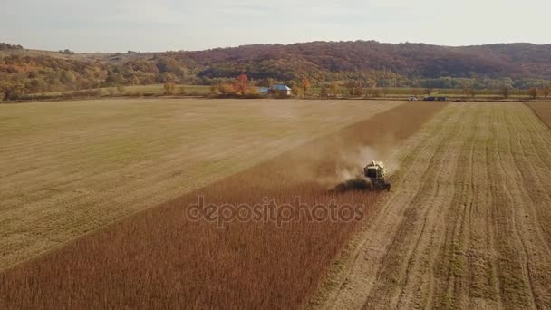 Harvester verzamelt sojabonen te combineren — Stockvideo