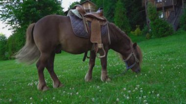 Kahverengi at midilli ile büyük bir yele