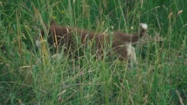 Husky yavrusu üzerinde doğa yürüyüşleri