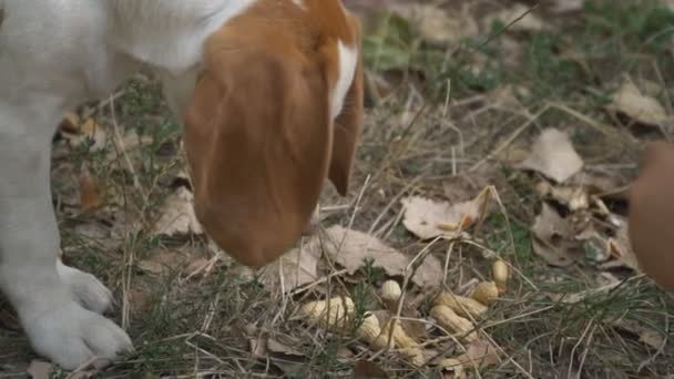 Pes beagle, co se dívá — Stock video