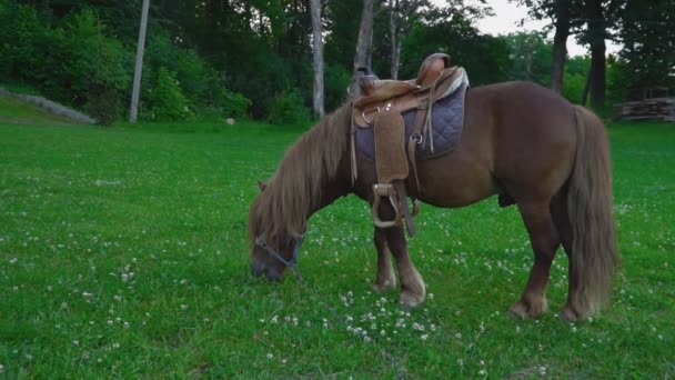 Braunes Pferdepony mit großer Mähne — Stockvideo