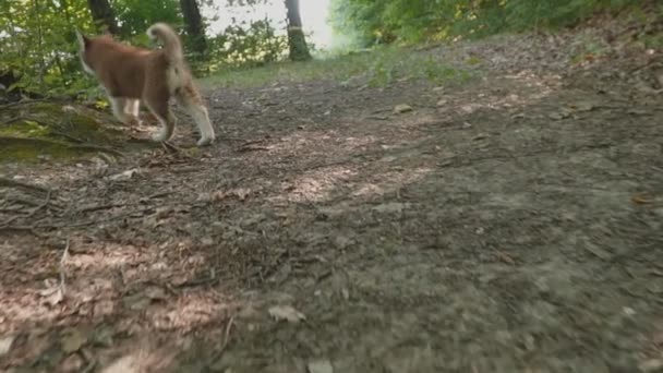 Un chiot de Husky marche sur la nature — Video