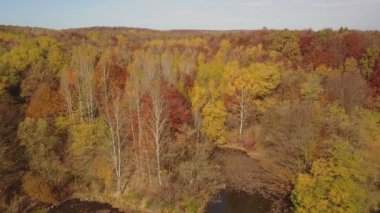 sonbahar ormandaki gölet