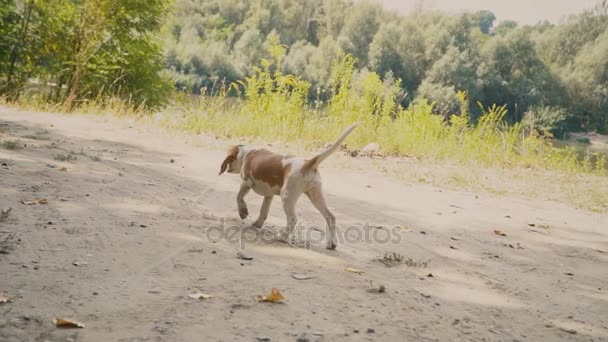 Cão beagle o que ele está procurando — Vídeo de Stock