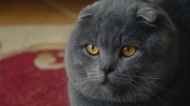 Lop-Eared Briton kedi