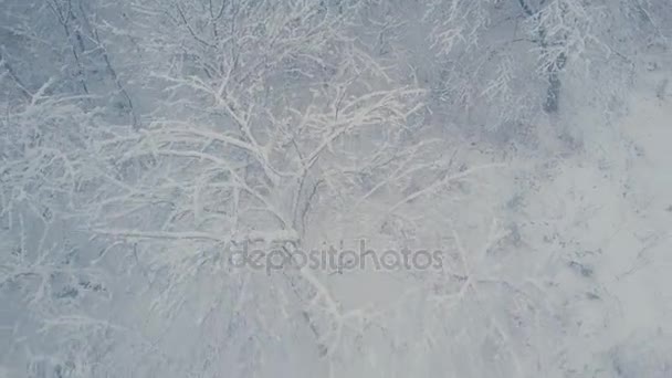 Bomen bedekt met sneeuw — Stockvideo