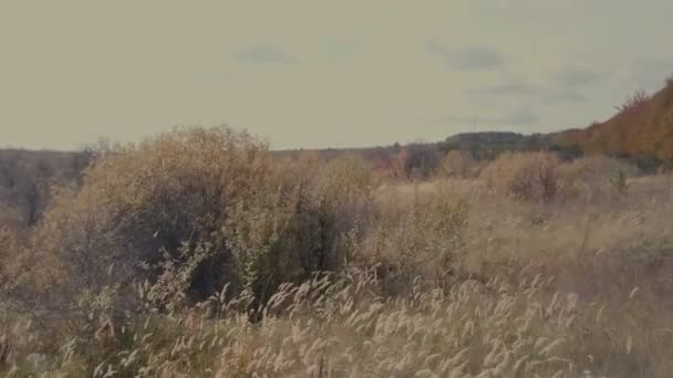 forêt d'automne enlevée de la hauteur 
