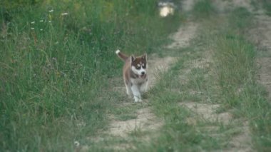 Husky yavrusu üzerinde doğa yürüyüşleri