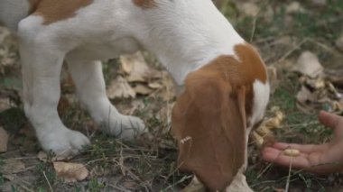Ne aradığını Beagle köpek