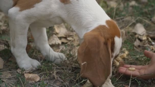 Собака жует то, что она ищет — стоковое видео