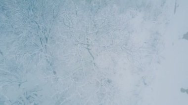 Karla kaplı ağaçlar