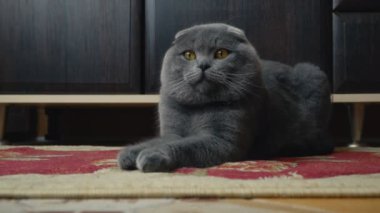 Lop-Eared Briton kedi