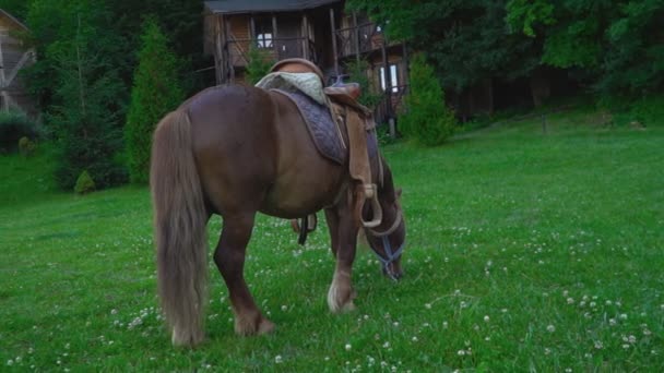 Pony de caballo marrón con una melena grande — Vídeo de stock