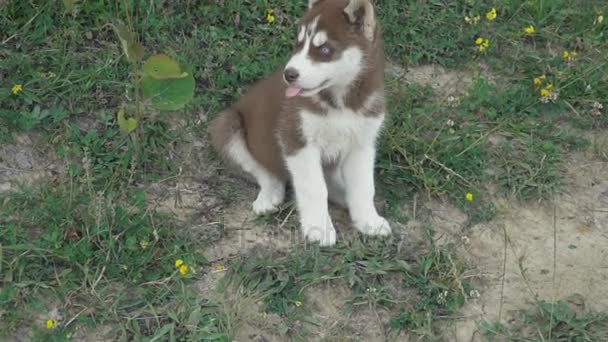 Een pup van husky wandelingen over de aard — Stockvideo