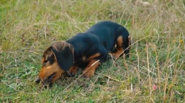 Dachshund doğurmak köpek açık havada