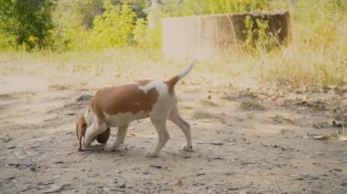 Ne aradığını Beagle köpek