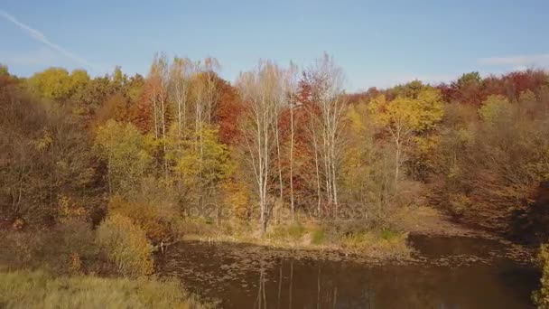 秋の森の池 — ストック動画