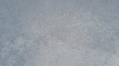 Karla kaplı ağaçlar