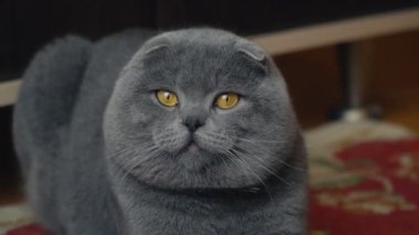 Lop-Eared Briton kedi