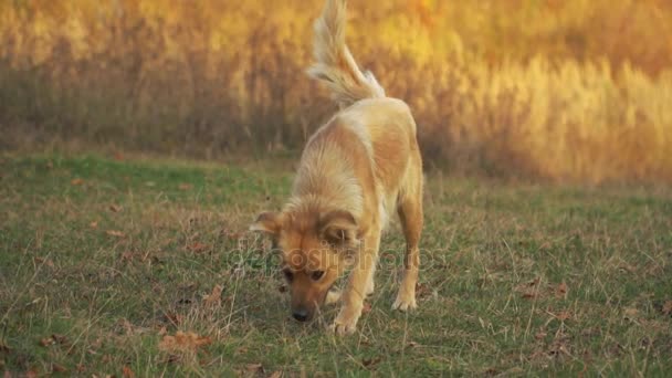 The dog is running — Stock Video