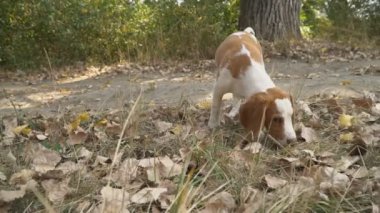 Ne aradığını Beagle köpek
