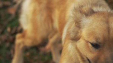 Köpek çalışıyor