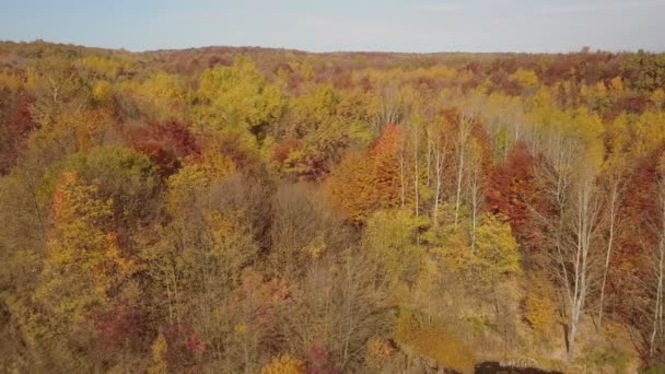 Pond in the autumn forest — Stock Video