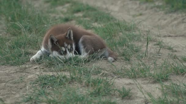 Egy husky kiskutya sétál a természet — Stock videók