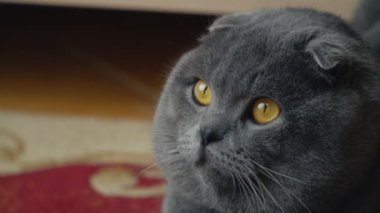 Lop-Eared Briton kedi