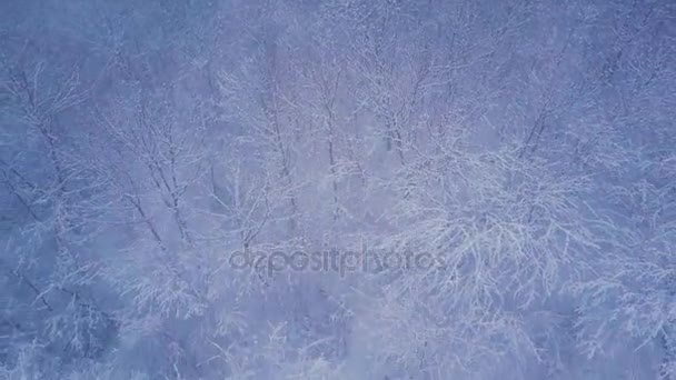 雪に覆われた木 — ストック動画