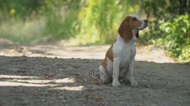 Ne aradığını Beagle köpek
