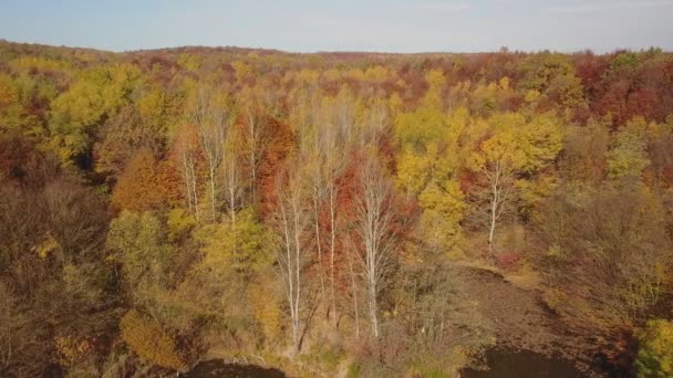 Teich im Herbstwald — Stockvideo