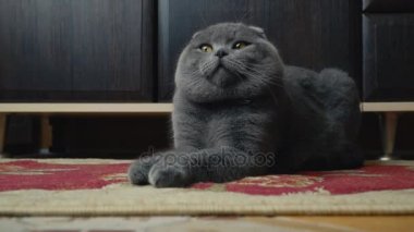 Lop-Eared Briton kedi