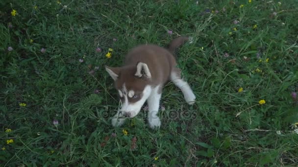 허스키 강아지 성격에 산책 — 비디오