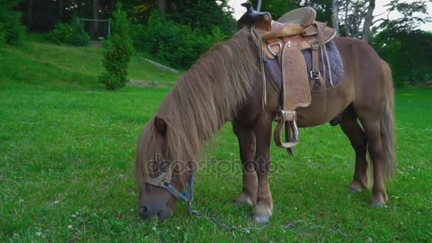 Pony de caballo marrón con una melena grande — Vídeos de Stock