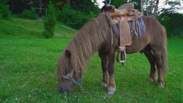 Bruin paard pony met een grote manen — Stockvideo