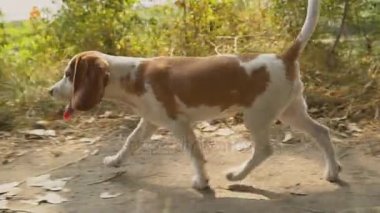 Ne aradığını Beagle köpek