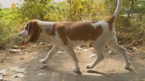 Perro beagle lo que está buscando — Vídeo de stock