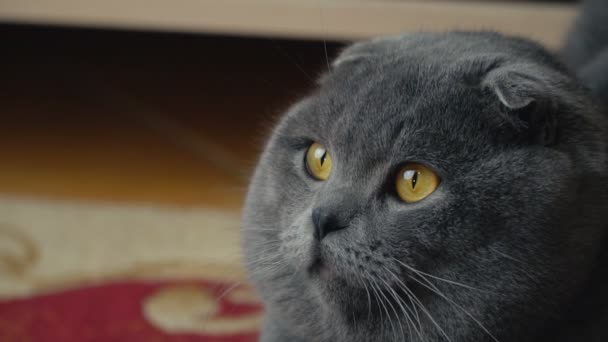 Кішка кішки британець — стокове відео
