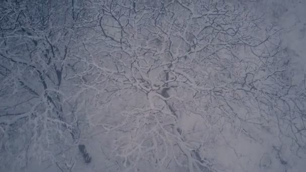 Bäume mit Schnee bedeckt — Stockvideo