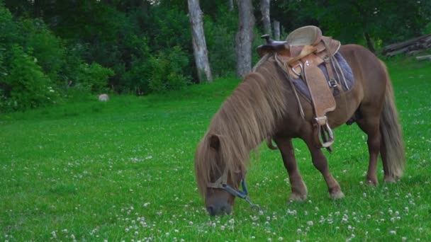 Pony de caballo marrón con una melena grande — Vídeos de Stock