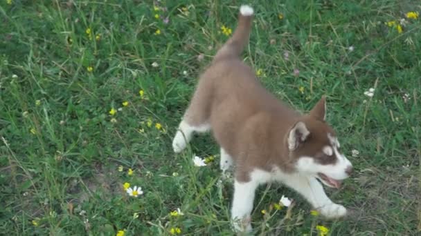 Um cachorro de passeios husky na natureza — Vídeo de Stock