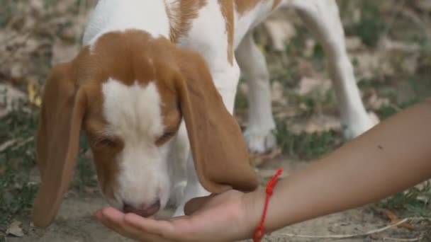 Pies rasy beagle to szukam — Wideo stockowe