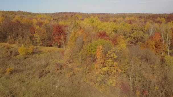 Pond in the autumn forest — Stock Video