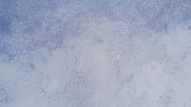 Деревья, покрытые снегом — стоковое видео