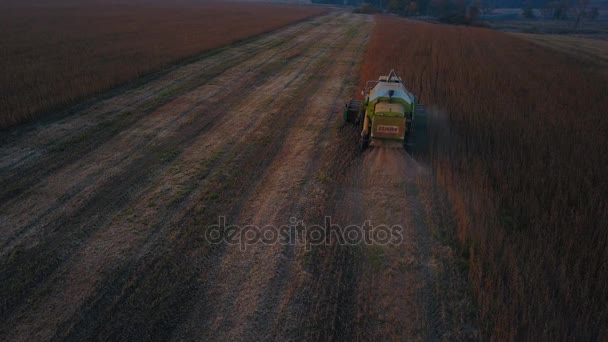 Össze harvester gyűjt szója — Stock videók