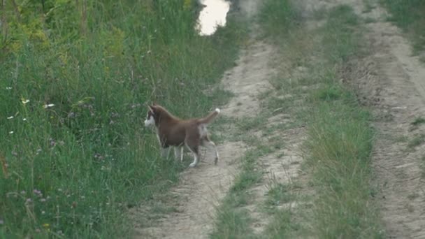 ハスキーの子犬は自然を歩く — ストック動画