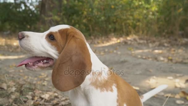 Cão beagle o que ele está procurando — Vídeo de Stock